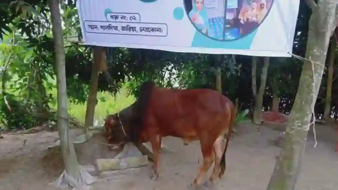 প্রতি বছর কোরবানিতে সমাজের অসচ্ছল পরিবারগুলোতে নাসীহা ফাউন্ডেশন গোশত বিতরণ করে